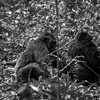 Chimpanzees in Kibale National Park. (photo: The Niles | Mugume Davis)