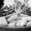 Maize is a key staple crop across the Nile Basin due to its variety, plentitude and easy cultivation. (photo: The Niles | Davis Mugume)