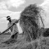 An Ethiopian farmer threshes his harvest, November 25, 2016.