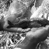 The Nile Basin annual fresh fish production is estimated at 3 million tons. (photo: The Niles | Mugume Davis)