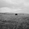 The Masai Mara Game Reserve in Kenya, September 24, 2016.