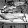 Same lake, different catch: fishing techniques vary at Lake Edward. (photo: The Niles | Tuver Wundi)