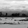 منطقة للتغذية، التكاثر، الراحة والتعشيش للعديد من أصناف الحيوانات والنباتات: بحيرة تانا. (الصورة: النيلان | دومينك لينرت)