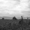 Farmland near Goma, DRC.