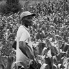 Kagina Ermogene, a specialised maize farmer in Rwanda.