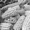 Maize is a key staple crop across the Nile Basin. (photo: The Niles | Davis Mugume)