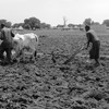 حرث الحقل في في ثيت بولاية تونج، جنوب السودان. (الصورة: النيلان | أيويل سانتينو)