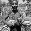 امرأة تجمع أوراق الذرة المجففة لتغذية الماشية في حقل تتم زارعة القات فيه جزئياً مع الذرة في قرية وندو، إثيوبيا. (الصورة: النيلان | تسيفا-أليم تيكلي)