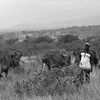A cattle farmer herding his animals. 