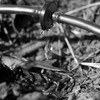 A drip irrigation line. (photo: Flickr / Joby Elliott)
