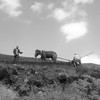 مزارعون يحرثون حقولهم على سفوح جبل شوك.
