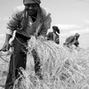 مزارعون إثيوبيون يحصدون التيف. (الصورة: أسايس أييلي)