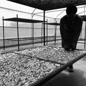 Silver fish consumption in Uganda has increased by 30% since the NutriFish project. (photo: The Niles / Pius Sawa)