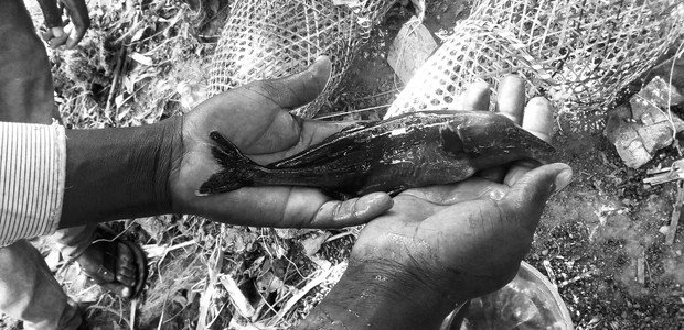 The Nile Basin annual fresh fish production is estimated at 3 million tons. (photo: The Niles | Mugume Davis)