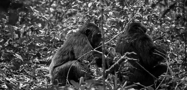 Chimpanzees in Kibale National Park. (photo: The Niles | Mugume Davis)