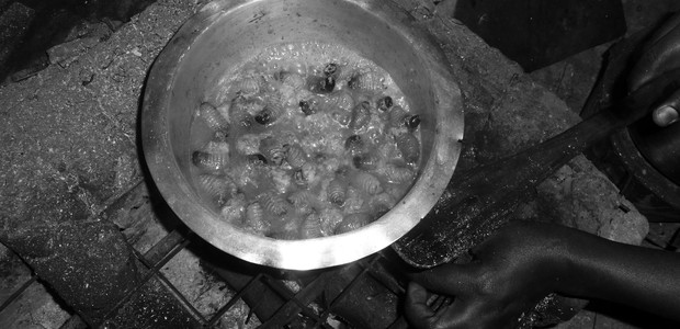 Grubs being prepared in Uganda.  (photo: Muniirah Mbabaz | Department of Food Science and Technology, Makerere University)
