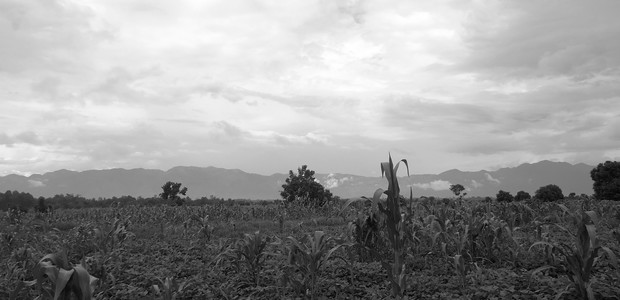 أرض فلاحية بالقرب من غوما.  (الصورة: النيلان | توفر ووندي)