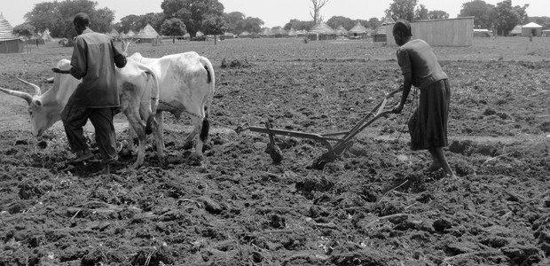 حرث الحقل في في ثيت بولاية تونج، جنوب السودان. (الصورة: النيلان | أيويل سانتينو)