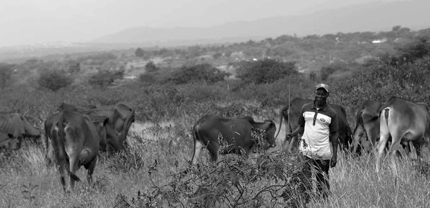A cattle farmer herding his animals.  (photo: The Niles / Pius Sawa)