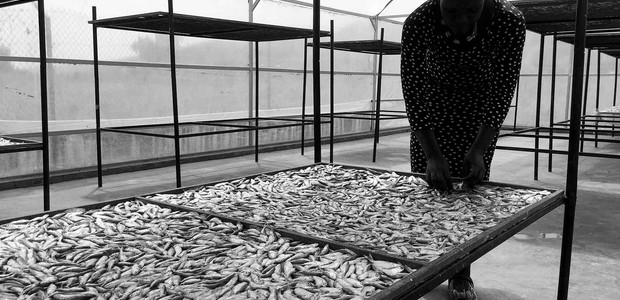 Silver fish consumption in Uganda has increased by 30% since the NutriFish project. (photo: The Niles / Pius Sawa)
