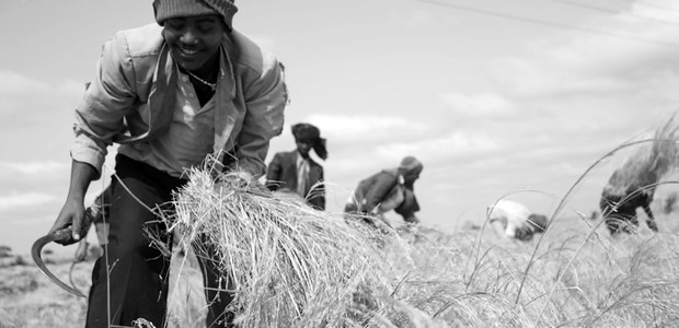 مزارعون إثيوبيون يحصدون التيف. (الصورة: أسايس أييلي)