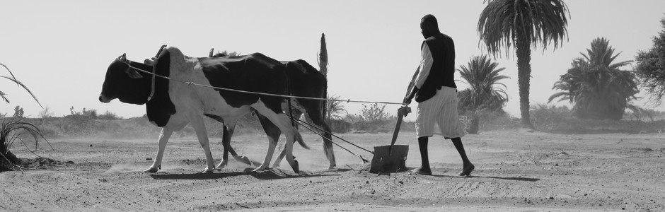 مزارع في محلية البرقيق، شمال السودان يحرث أرضه بواسطة الثيران.  (الصورة: النيلان | إشراقة عباس)